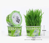 Lazy hydroponic cat grass